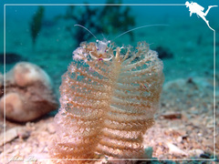 Ancylomenes magnificus