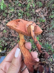 Neoboletus