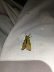 Diacrisia sannio