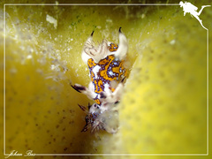 Trapania miltabrancha