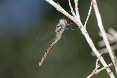 Hemicordulia australiae