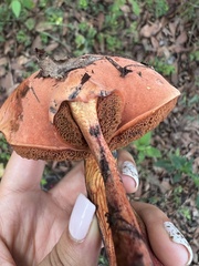 Neoboletus
