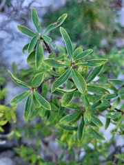 Daphne alpina