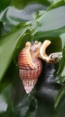 Nassarius gayii