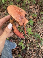 Neoboletus