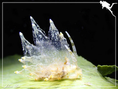 Eubranchus ocellatus