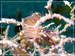 Pteraeolidia semperi