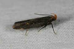 Dichomeris agonia