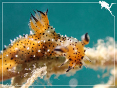 Polycera melanosticta