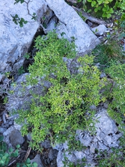 Daphne alpina