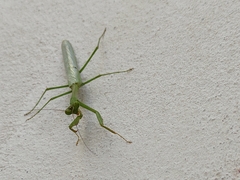 Stagmomantis resacae