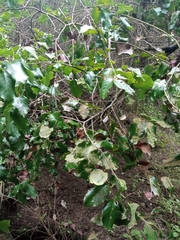 Cryptocarya alba