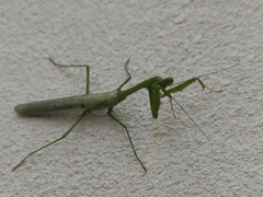 Stagmomantis resacae