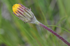 Agoseris glauca