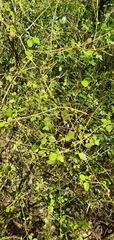 Coprosma rotundifolia