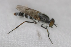 Ozodiceromyia
