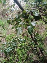 Cryptocarya alba