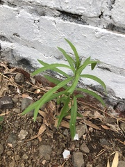 Asclepias fascicularis