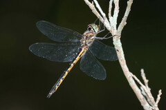 Hemicordulia australiae