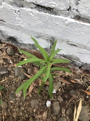 Asclepias fascicularis