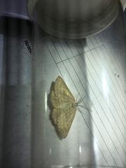 Perconia strigillaria