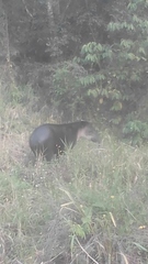 Tapirus bairdii