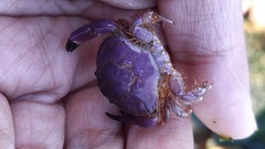 Paraxanthus barbiger