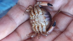 Paraxanthus barbiger