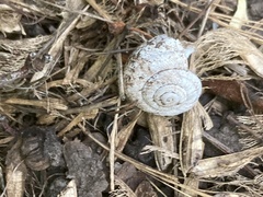Oreohelix