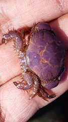 Paraxanthus barbiger