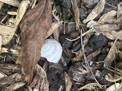 Oreohelix
