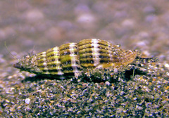 Vexillum obeliscus