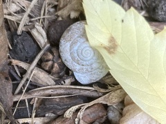 Oreohelix
