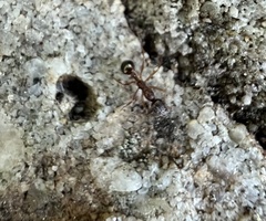 Aphaenogaster fulva