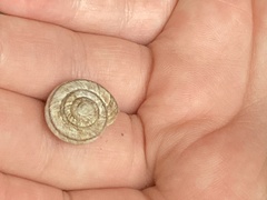 Oreohelix
