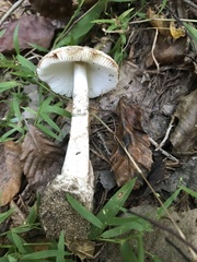 Amidella