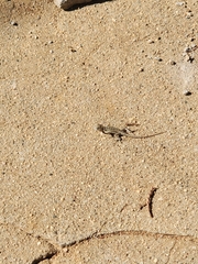 Uta stansburiana elegans
