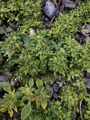 Guilleminea densa
