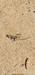 Uta stansburiana elegans