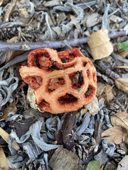 Clathrus ruber