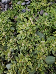 Guilleminea densa