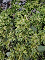 Guilleminea densa