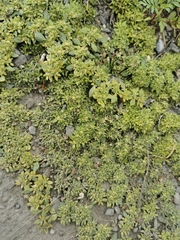 Guilleminea densa