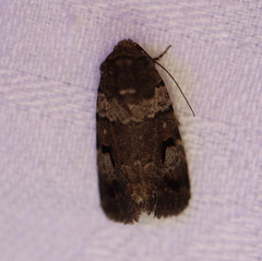 Thoracolopha flexirena