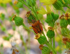 Carpocoris mediterraneus atlanticus