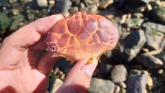 Paraxanthus barbiger