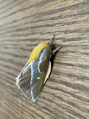 Syssphinx albolineata