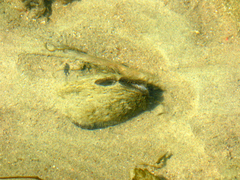 Sinanodonta woodiana