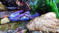 Petrolisthes violaceus