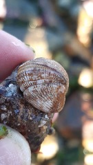 Brachidontes granulatus